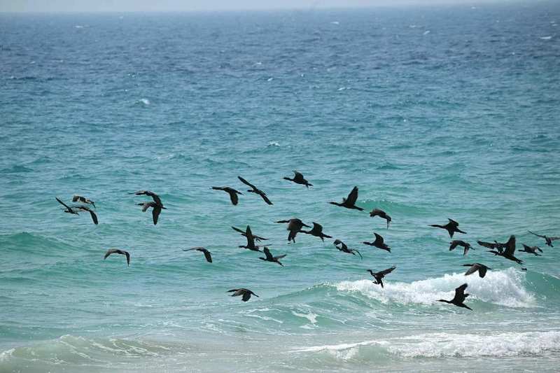  【技术解密】霍尔木兹困局40天：美伊博弈底层逻辑与停火协议深层密码 新闻