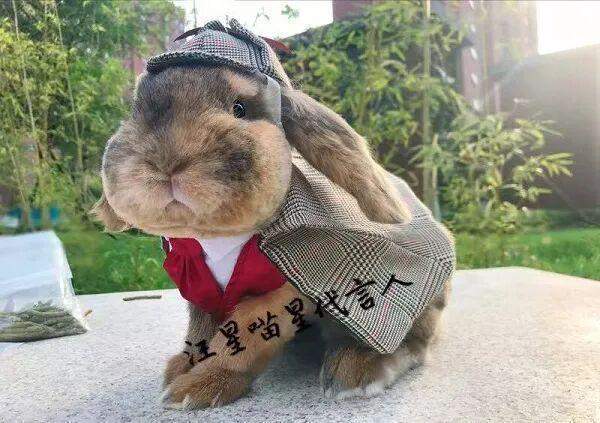  从外婆的针线活到宠物高定：一位78岁上海奶奶的技术突围 时尚用品