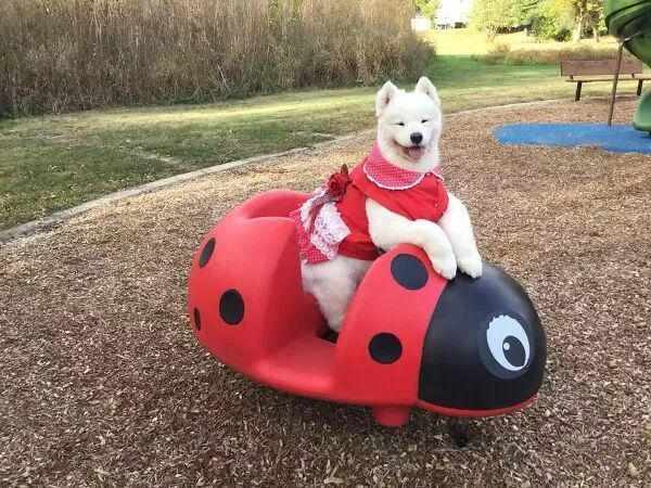  从外婆的针线活到宠物高定：一位78岁上海奶奶的技术突围 时尚用品