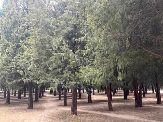  《花粉过敏为何席卷7500万人：一位过敏科医生的深度解读》 健康养生