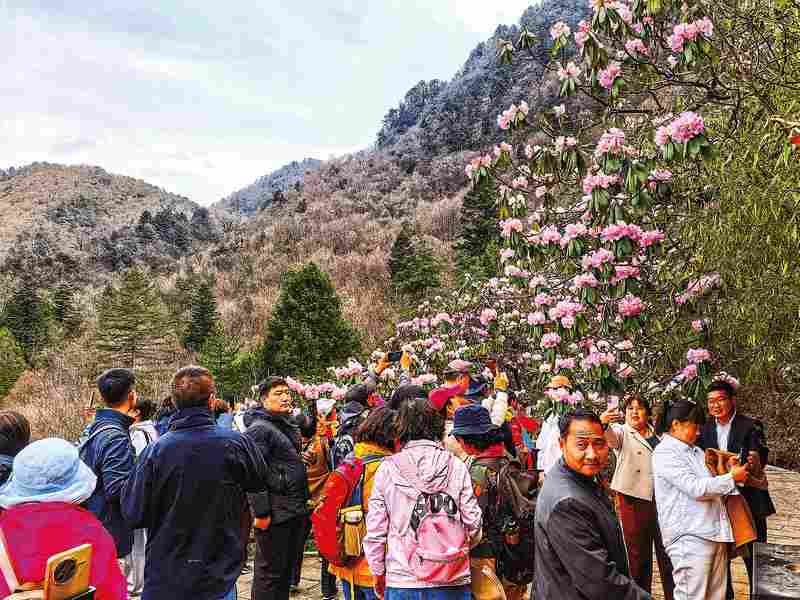  从秦岭花海看文旅转化：一场关于「颜值经济」的深度技术解构 文化旅游