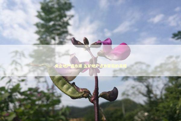 央企地产退市潮 五矿地产退市背后的真相 新闻